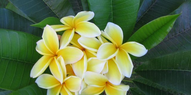 Plumeria, or dead man’s flower