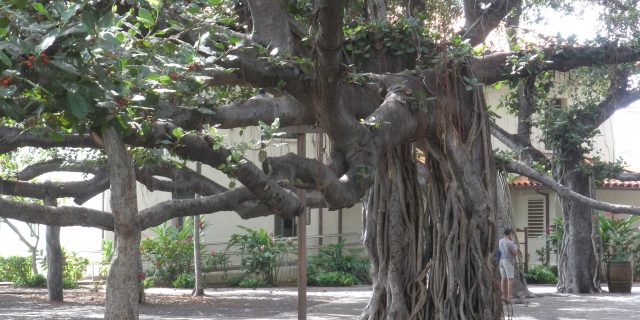 Banyan Tree